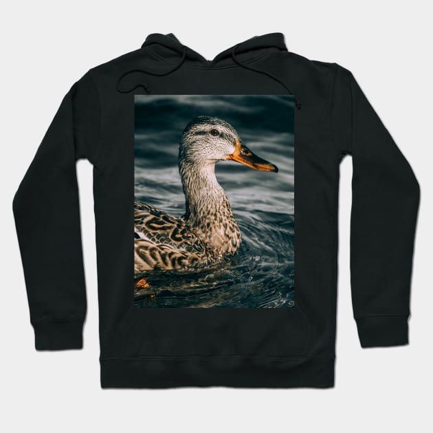 Female Mallard Duck, Embraces the Freezing Water Photograph Hoodie by love-fi